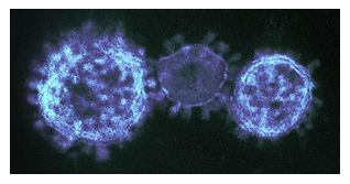 Cập nhật coronavirus quan trọng cho bác sĩ nhãn khoa